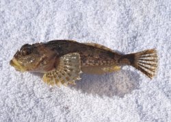 Sculpin_ER_2013_1 copy.jpg