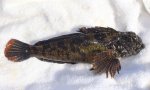 Bull.Sculpin_MCGP_2018_2.2_X.jpg