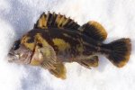 BlackandYellow.Rockfish_MCGP_2018_1.2_X.2.jpg