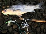 striper1_101018.jpg