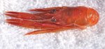 Pelagic.Red.Crabs_9 copy.jpg