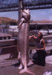 CA_record_sturgeon.jpg