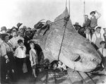 Enormous_Sunfish_Catalina_1910.jpg