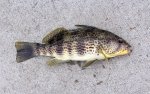 Spotted Bay Bass copy.jpg