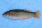 Rock Wrasse copy.jpg