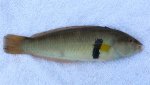 Male Rock Wrasse copy.jpg