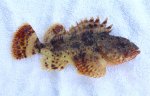  Scorpionfish copy.jpg