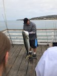 Yellowtail_Crystal Pier_2019.jpg