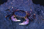 Purple.Shore.crab.png