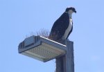 2020.7_Balboa.Pier.10.2_Osprey.jpg