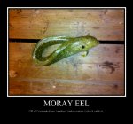 Moray.Eel_Ferry.Landing_2010_8.15.jpg