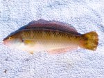 Rock.Wrasse_Ferry.Landing_2013_1.2.jpg