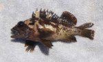 Gopher.Rockfish_MCGP_2020 copy.jpg