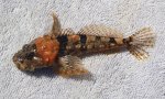 Unknown.Sculpin_MCGP_2020.2 copy.jpg