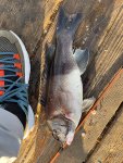 sheepshead-web.jpg