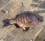 blacksurfperch-lores.jpg