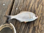 whiteperch12-12-20.jpg