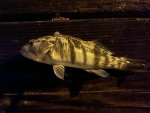 sandbass-lores.jpg