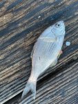 white--perch-web.jpg