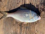 whiteperch.jpg