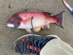 sheephead-foot.jpg