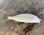 yellowfincroaker-crop-web.jpg