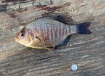 blackperch-crop-web.jpg