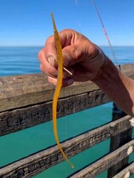 Pipefish_Oceanside.P_2021.3.2 .jpg