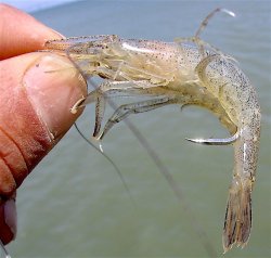 Grass.shrimp.jpg