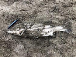 first striper.jpg