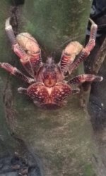 Coconut Crab.jpg