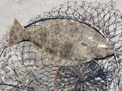 Muni Pier Halibut.jpg