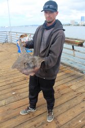 2021.10.8_Ferry.Landing.Pier.6.2_Barred .Guitarfish.jpg