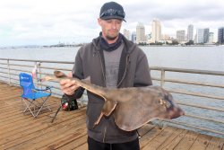 2021.10.8_Ferry.Landing.Pier.7.2_Barred.Guitarfish.jpg