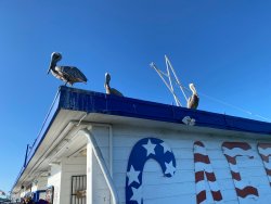 10.2021.10.9_Ocean.Beach.Pier.8_Birds.jpg