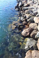 4.2021.10.12_Pier.J.9_Shoreline.Rocks.jpg