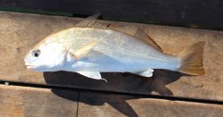 7.2021.10.12_Pier.J.19_White.Croaker.jpg