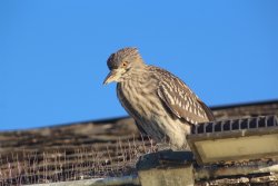 8.2021.10.13_Redondo.Beach.Pier.13_Birds.jpg