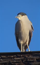 9.2021.10.13_Redondo.Beach.Pier.14_Birds.jpg