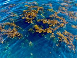 2021.12_Catalina.100_Kelp.jpg