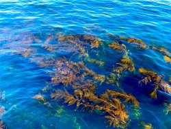 2021.12_Catalina.107_Kelp.jpg