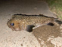 porcupine-puffer.jpg