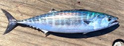 Bonito_Seal.Beach.Pier.3_2022.8.15.jpg