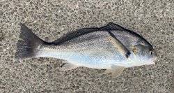 Spotfin.Croaker.1_Dana. Harbor_2022.8.16.jpg