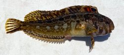 Bay.Blenny_Oceanside.Harbor_2022.8.16_3.jpg