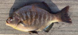 Black.Perch_Pier.J_2022.8.17.2.jpg