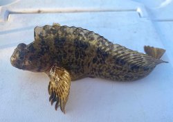 Rockpool.Blenny_Pier.J_2022.8.17.2.jpg