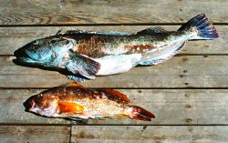 Lingcod_greenling_Fort_Bragg.JPG