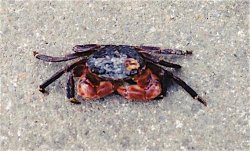 Shore.crab.1a.jpg