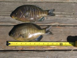 Blackperch_Capitola_2010.Halibutsnatcher_3.jpg